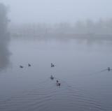 th_35124_fog3_122_380lo.jpg